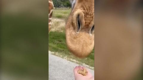 Child offering giraffe food