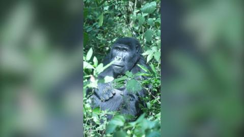 A mountain gorilla is seen sat on the floor in a forest, surrounded by branches and leaves.
