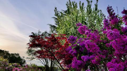 Bright purple flowers on a shrub next to white flowers in a green tree and red leaves in the next, against a cloudy blue sky