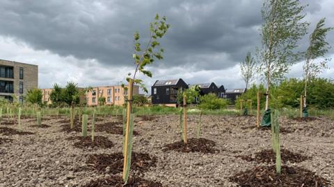 Rows of young trees, each with a wooden support and nettings, planted up in gravel. In the distance can be seen modern housing. 