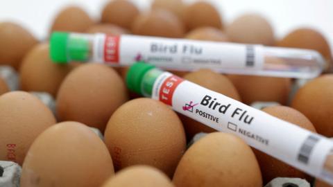 Eggs in a tray with two test tubes resting on top of them with bird flu written on them and a tick next to a box saying positive