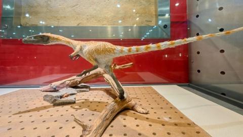 dinosaur