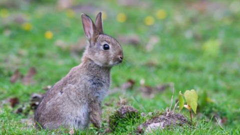 A picture of a grey rabbit sat in a field 