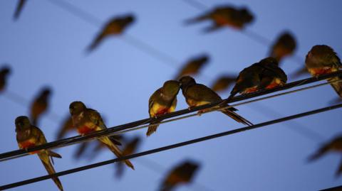 parrots on a telephone wire