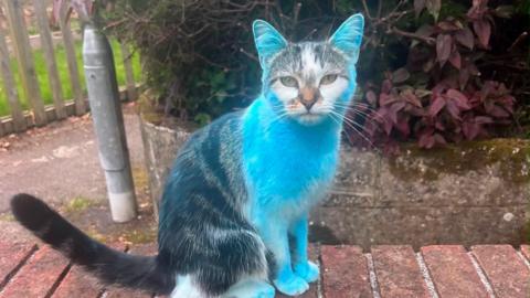 A tabby cat covered in blue powder paint following a nearby gender reveal party
