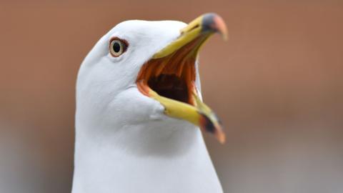 a close up of a seagulls face mouth open