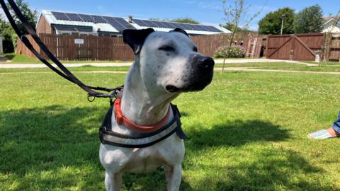 Photo shows dog on a lead, the dog is white predominately but has black ears and a black snout 