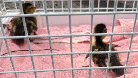 White animal cage with two ducklings inside.
