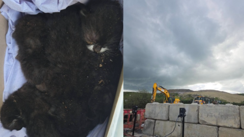 Small black kittens all curled up in a box. On the right is an image of a building site where a yellow digger can be seen