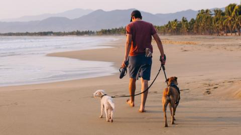A man walking on the beach with two dogs