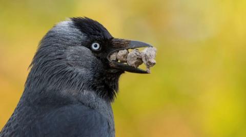 A jackdaw with a number of small stones in its mouth