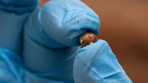 A hand wearing a blue rubber glove holding a tiny snail. The shell is light brown.