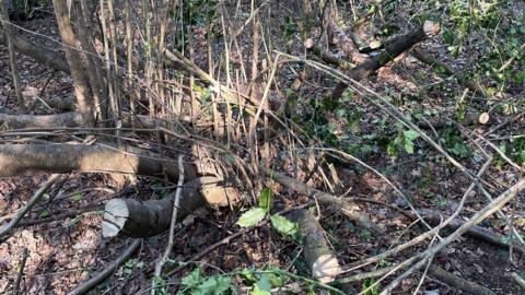 A number of tree stumps on the floor.