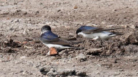 House martins in dry land at Clumber Park in Nottinghamshire