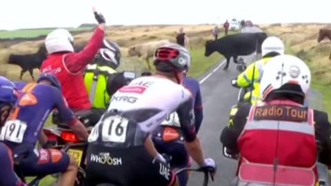 Cyclists stuck behind a group of cows on the road.