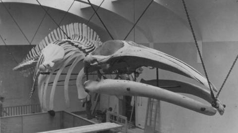Black and white picture of the the skeleton of the sei whale hanging in the former natural history gallery in the Manx Museum.