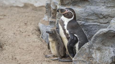 An adult Humboldt penguin with black and white markings stands beside a rock while a baby Humboldt penguin, brown in colour and much smaller, stands next to it.