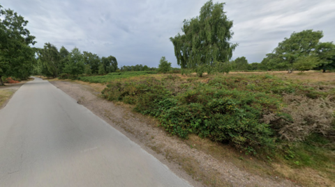 Green bushes and trees line a road in Sutton Park