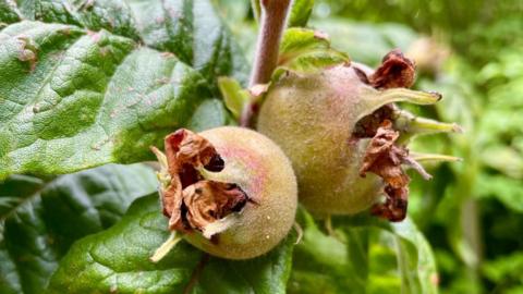 A close up of two medlar fruits on a tree. They are small fuzzy fruits with crinkly leaves around an opening. 