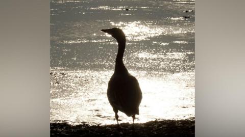 A goose looking out onto the water is cast in silhouette by the sun. It is a plump bird with a long neck.