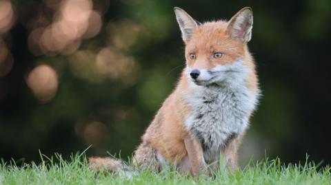 A red fox sitting on grass looking to its side.