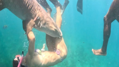 A still from a video shows a shark biting a female diver's leg