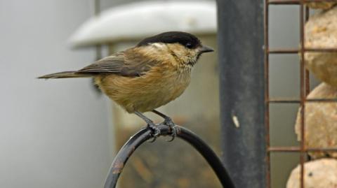 A bird - a willow tit - sits on a metal post in a garden. It is mid-brown in colour and the top of its head is black. Bird feeders are in the background.  