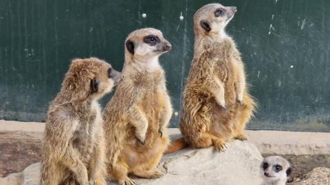 A mob of meerkats stand on a rock in an enclosure. 
