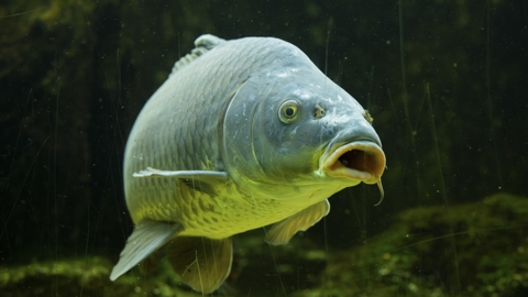 A large common carp fish pictured swimming under water. The fish is a green-ish grey colour, with light reflecting on its underbelly that appears to be a lighter colour. Its mouth is open, giving it a slightly dismayed expression. The water is clear, with green algae and plants in the background. 