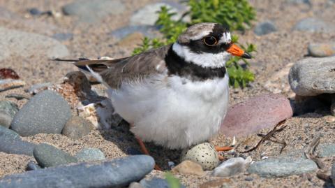 A very small bird, with a small spotted egg laid among some sand and rocks.
