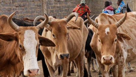 A close-up of a herd of cows with cattlemen in shawls - one in red checks and another in blue checks - seen behind them - Nairobi, 2021