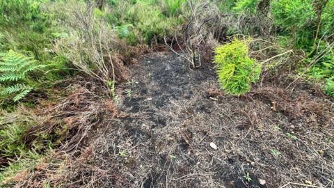 A burned patch of heathland near Mansfield
