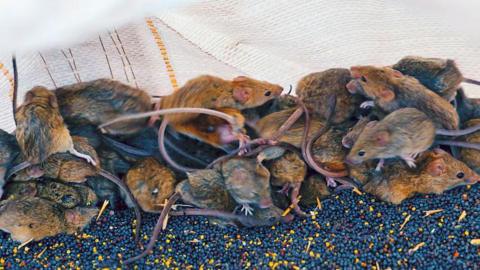 A pile of mice with rodents crawling over each other