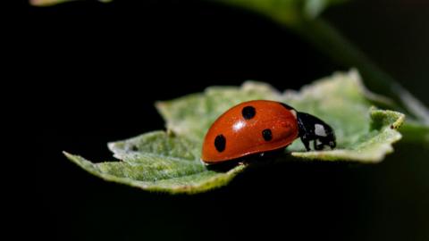 A close up of a red lady bird with black spots on a green leaf