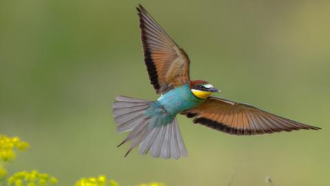 A colourful bird flying over yellow flowers
