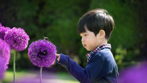 A young child in a blue cardigan and checkered shirt leans in to observe a bumblebee perched on a large, globe-shaped purple flower. The scene is set in a bright, green garden with a shallow depth of field.