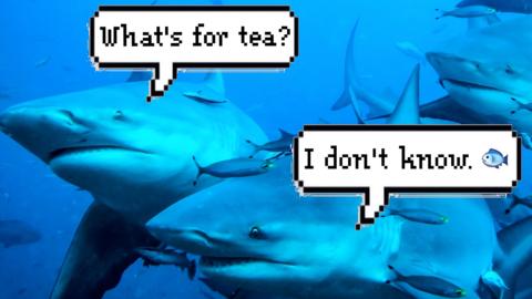 Bull sharks swimming together with two text boxes. What says: What's for tea, while the other says: I don't Know. 