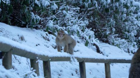 A monkey playing in the snow