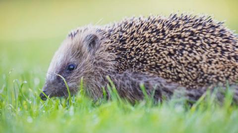 The image shows a hedgehog sitting in the grass.