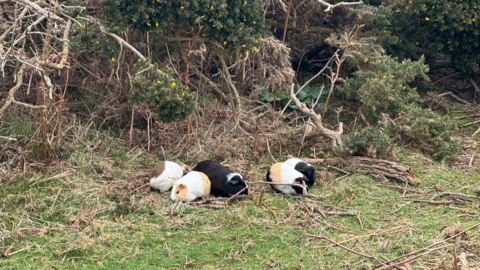 Five guinea pigs next to each other on the grass with brambles and bushes behind them.