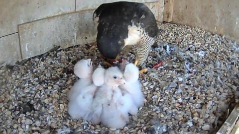 Four white feathered peregrine falcons chicks, with a large mother peregrine falcon, in a nest box, with small stones on the ground. The mother is bending down. 