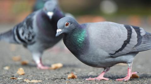 Two pigeons stand on a path. There are leaves on the ground around them.