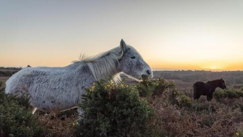 A grey and a brown pony are eating gorse plants with small yellow flowers as the sun rises over the horizon turning the sky yellow.