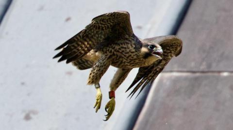 One of the peregrine falcon chicks in mid-flight. Its underside is cream-colored with dark horizontal barring and spots.
