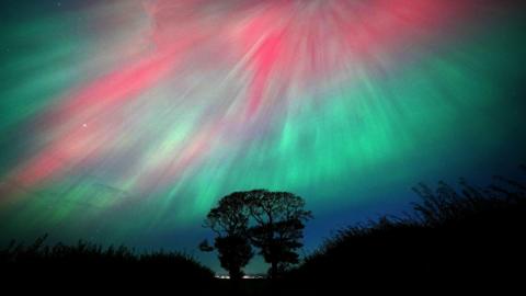 The Northern Lights behind a tree