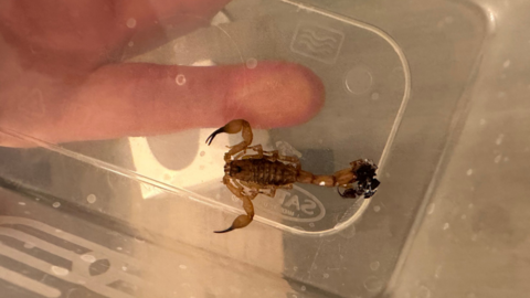 A scorpion in a tupperware container