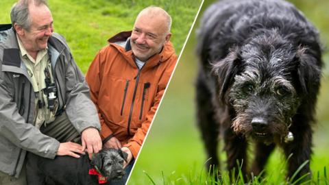 A split picture of Bob Mortimer and Paul Whitehouse with Ted the dog in a park alongside a larger picture of Ted the dog in a park.