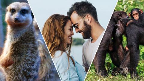 Composite image of a meerkat, a woman and a man in love, and some chimpanzees