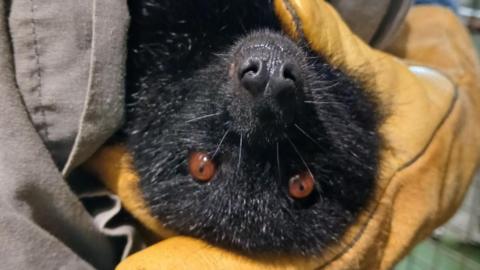 A close-up of black bat upside down. Its eyes are brown and the bat is being held. The person is wearing a yellow glove and is wearing a brown jacket. 