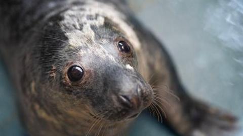 Rocky the seal looks up at the camera with big eyes and a doleful expression 